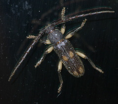 Tylonotus bimaculatus