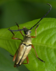 Typocerus acuticauda