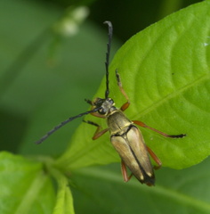 Typocerus acuticauda