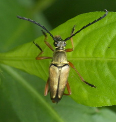 Typocerus acuticauda