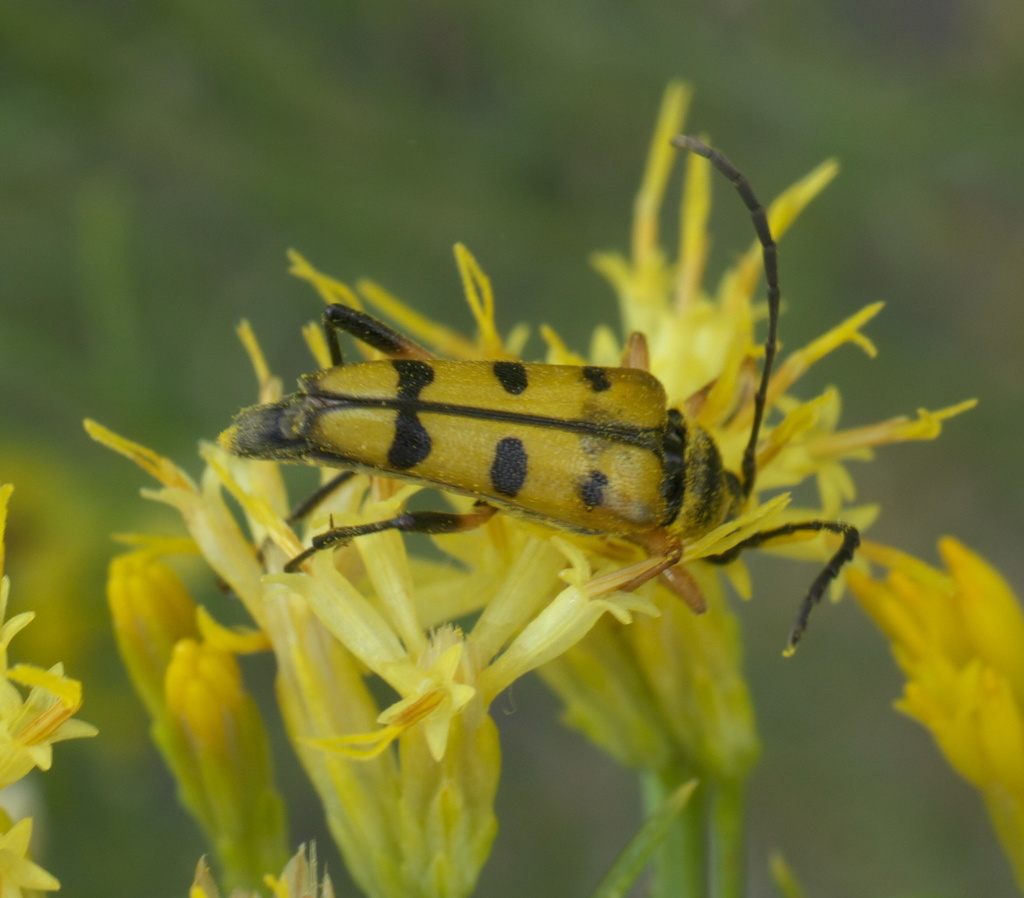 Typocerus balteatus