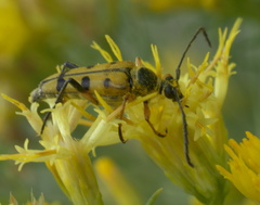 Typocerus balteatus