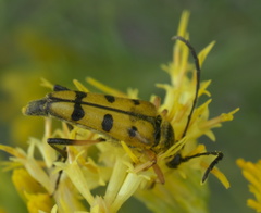 Typocerus balteatus