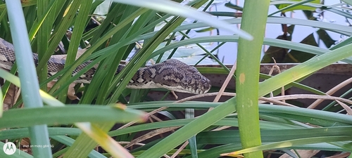 Coastal Carpet Python sighting