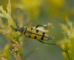 Typocerus balteatus