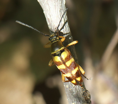 Banded Longhorn Beetle photo 3