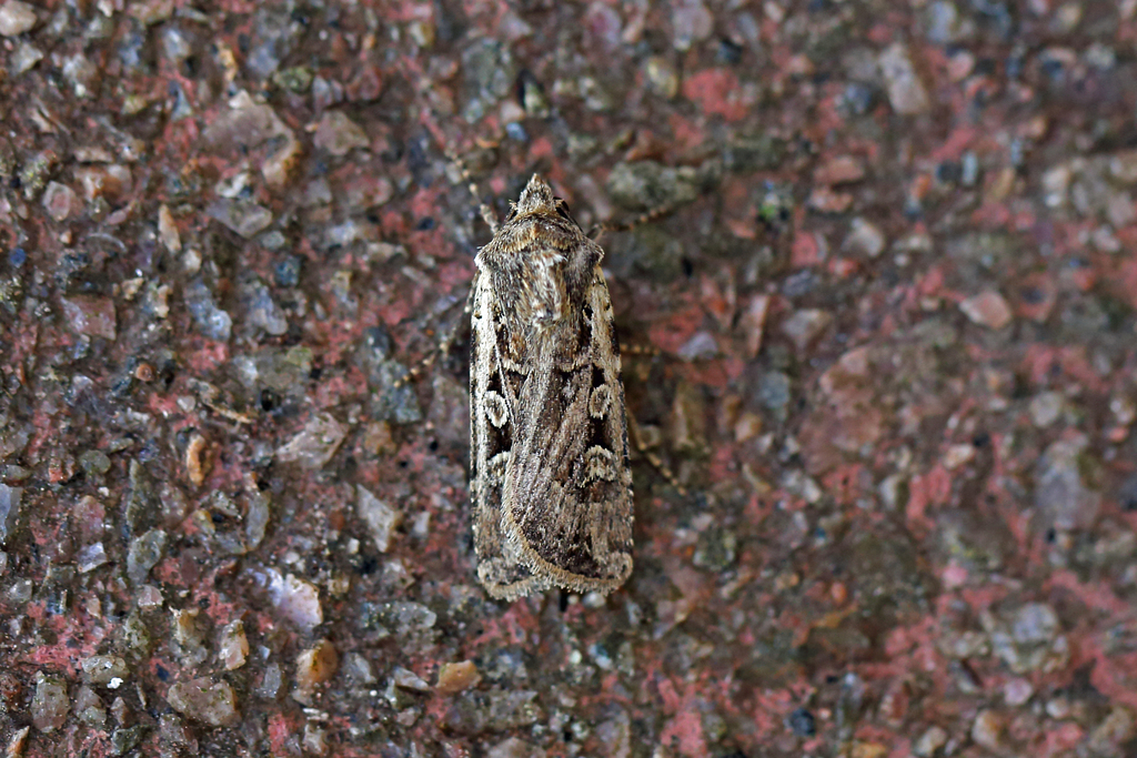 White-line Dart