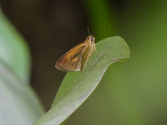 Synapte pecta