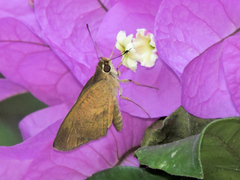 Synapte pecta