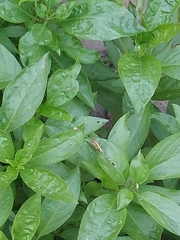 Diplacodes trivialis