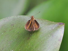 Synapte pecta