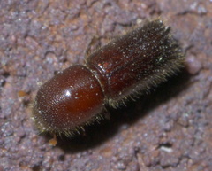 Xyleborus celsus