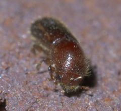Xyleborus celsus