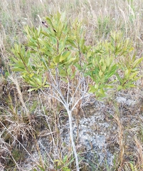 Morella cerifera image