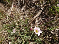 Oxalis enneaphylla