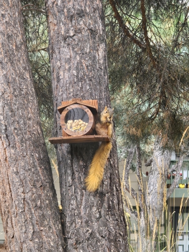 iNaturalist observation 2025-09-15