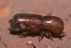 Xyleborus celsus
