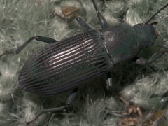 Xylopinus saperdoides