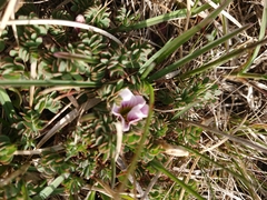 Oxalis enneaphylla