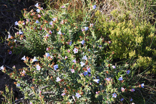 Eastern Healthbush (Lobostemon trigonus)