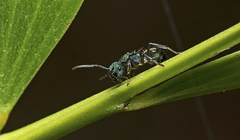Polyrhachis hookeri