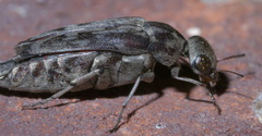 Yakuhananomia bidentata
