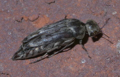 Yakuhananomia bidentata