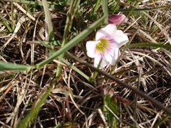 Oxalis enneaphylla