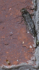 Yakuhananomia bidentata