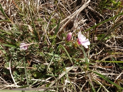 Oxalis enneaphylla