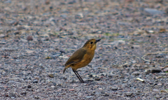 Grallaria quitensis
