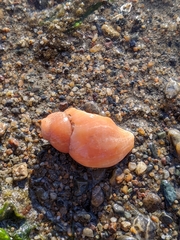 Nucella lamellosa
