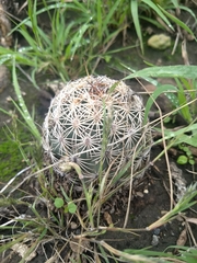 Coryphantha echinoidea