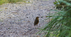 Grallaria quitensis