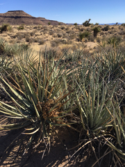 Yucca baccata baccata