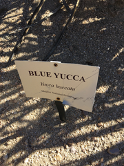 Yucca baccata baccata