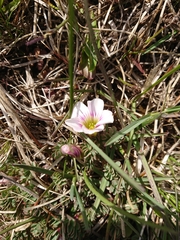 Oxalis enneaphylla