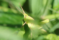 Staleochlora viridicata