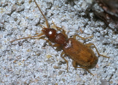 Zuphioides