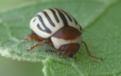 Zygogramma exclamationis