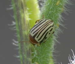 Zygogramma exclamationis