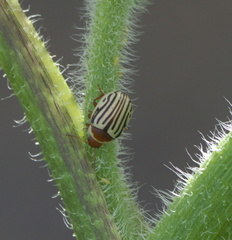 Zygogramma exclamationis