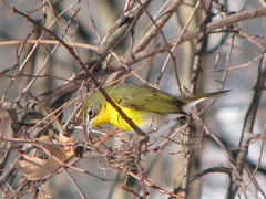Icteria virens virens