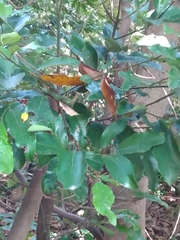 Cryptocarya concinna