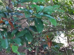 Cryptocarya concinna