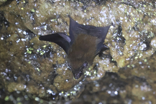 Emballonura raffrayana