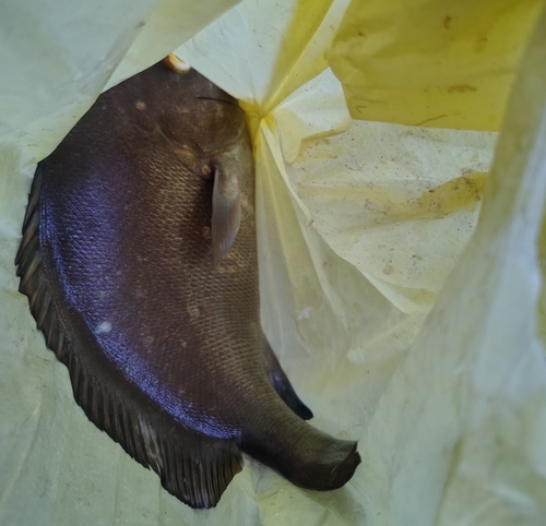 Plectorhinchus schotaf observed 2025-08-10