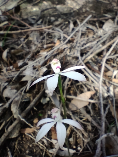 early caladenia (Caladenia praecox)