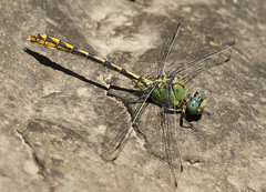 Ophiogomphus arizonicus