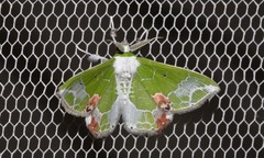 Protuliocnemis partita